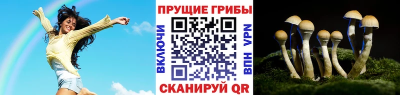 Псилоцибиновые грибы Cubensis  Пыталово 